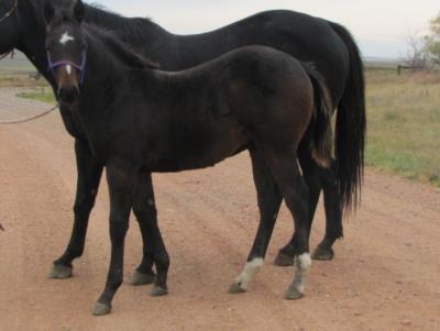 Whiskey Up Mach I JW<BR>AQHA 5736564